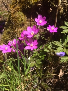 Sjokkrosa blåveis. 29.4.18 VeierlandJPG Sjokkrosa blåveis. 29.4.18 VeierlandJPG